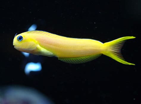 Midas Blenny -- one of my favorite fishies :) | Tropical fish aquarium, Marine fish, Sea fish