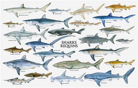 Various Types of Sharks!... - North Shore Shark Adventures