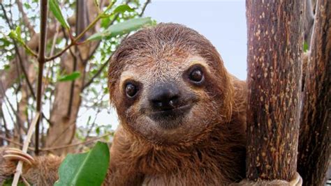 10 Fun Facts about Sloths | Nature and Wildlife | Discovery