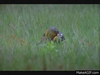 BBC Life African Bull Frog Fight -Sir David Attenborough on Make a GIF