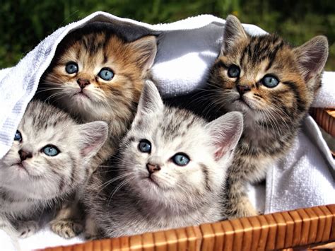 Katzenbabys Kleinanzeigen: Viele Babykatzen abzugeben