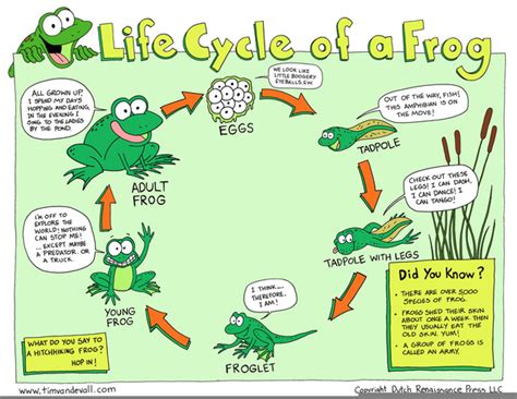 Free Clipart Of Frog Life Cycle | Free Images at Clker.com - vector ...