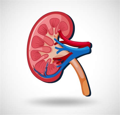 Images de Kidney Organ – Téléchargement gratuit sur Freepik