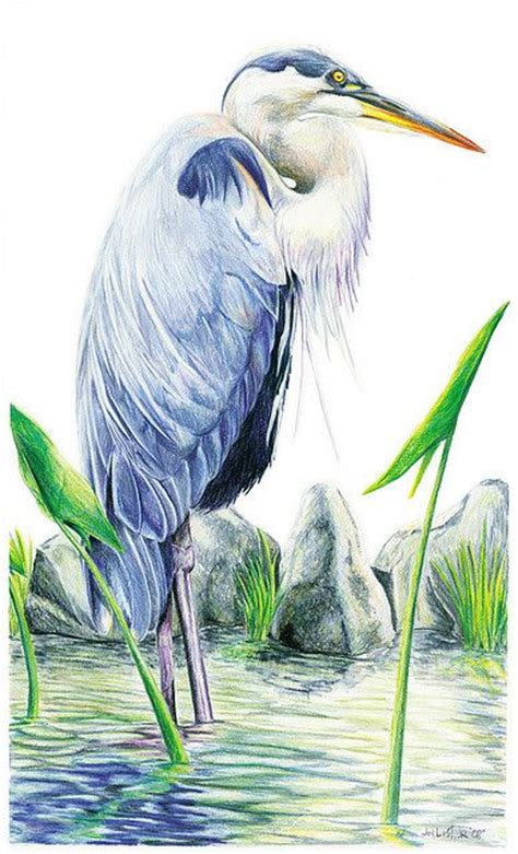 Great Blue Heron in 2020 | Bird art, Watercolor bird, Blue heron