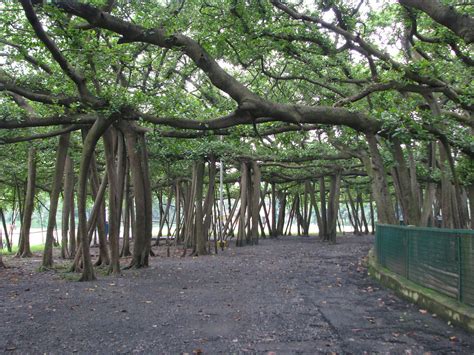 India - Kolkata - 11 - Great Banyan Tree | The really cool p… | Flickr
