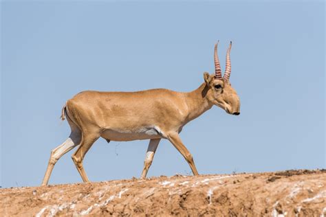 Saiga Antelope Facts | CRITTERFACTS