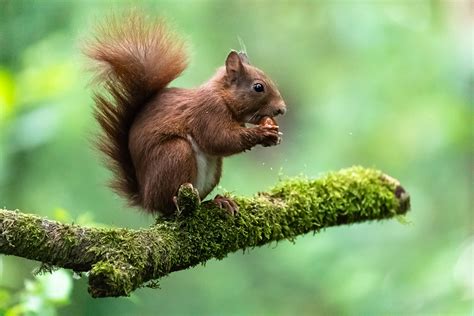 Koen Frantzen | Nature Photography - Eekhoorn / Eurasian red squirrel ...