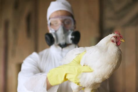 Australia has recorded its first human case of H5N1 bird flu | SBS News