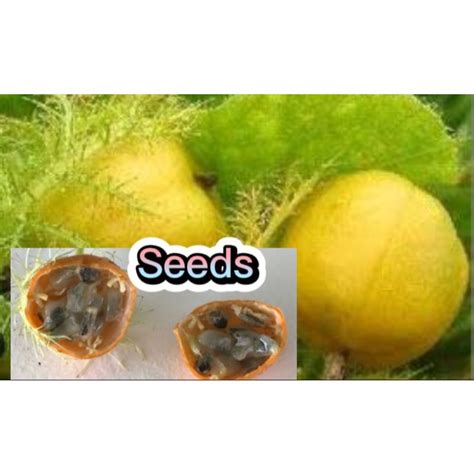 Bush Passion fruit seeds/Passiflora Foetida seeds(300 seeds) | Shopee ...