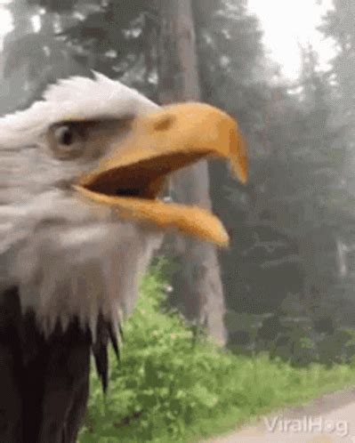 Eagles Bald Eagle GIF - Eagles BaldEagle Shriek - Discover & Share GIFs