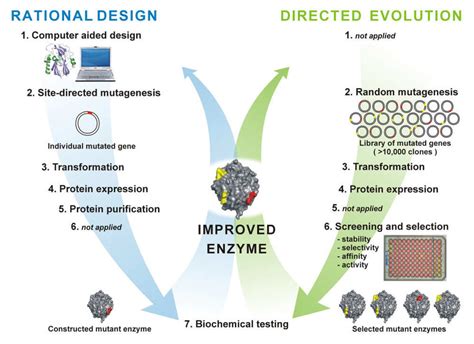 Comparison of rational design and directed evolution strategies ...