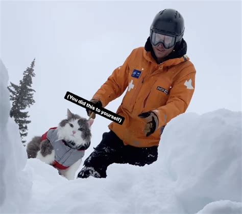 Cat vs Dog: Who would come out on top as the ultimate avalanche rescue animal? - Snowboarder