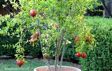 how to prune a pomegranate tree in a pot - Jerold Maupin