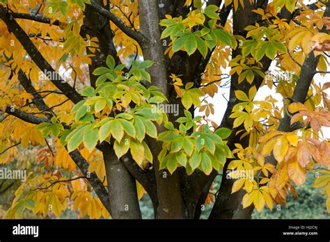 Aesculus flava. Yellow buckeye tree leaves in autumn Stock Photo - Alamy