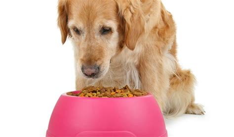 45 Best Senior Dog Foods for Health and Longevity | Senior dog food ...