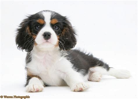 Cute Puppy Dogs: king charles spaniel puppies