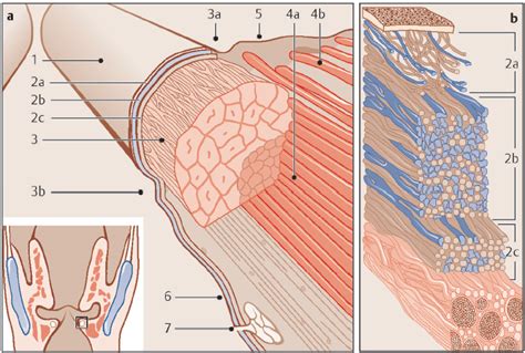 Laryngology | Ento Key