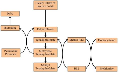 Folate & Vit B12 metabolism ... | Methylation, Folate, Folic acid