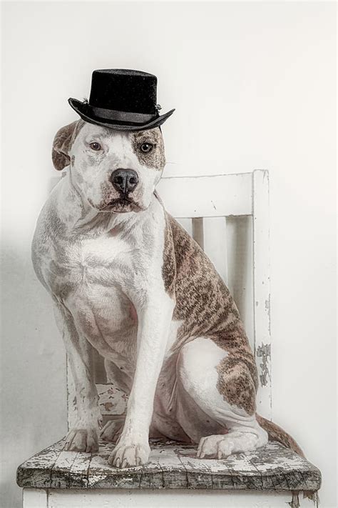 Dog Wearing A Black Top Hat Photograph by Cindy Shebley - Fine Art America