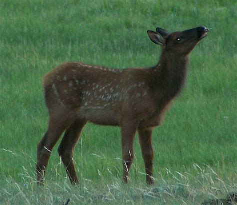 yellowstone; animal photos | Random Musings