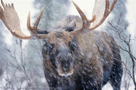 Bull moose in snowstorm | AlaskaPhotoGraphics.com