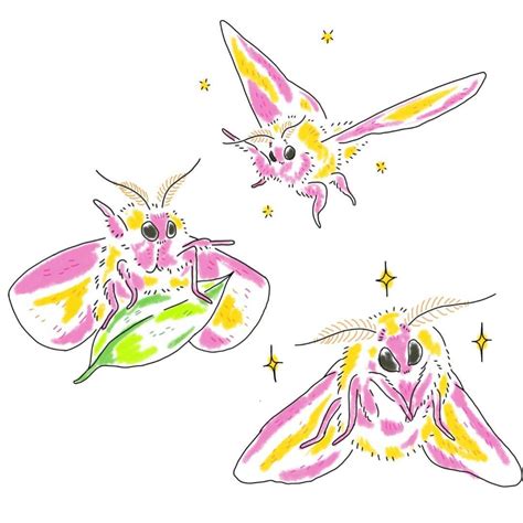 Rosy Maple Moth Drawing