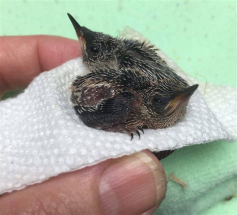 Baby Hummingbirds!