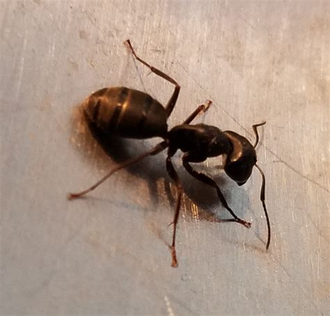 species identification - Are these images of carpenter ants? - Biology Stack Exchange