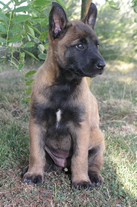 Belgian Malinois Info, Temperment, Care, Puppies, Pictures, Training