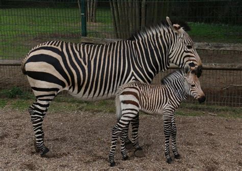 Blackpool Zoo - Blackpool.com