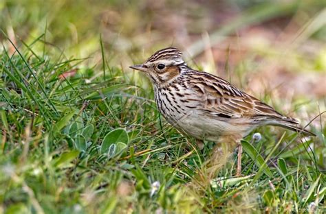 Woodlark - BirdLife Cyprus