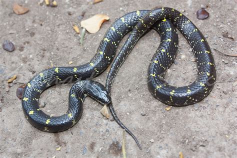 Yellow Spotted Wolf Snake(Lycodon flavomaculatus) | Finally … | Flickr