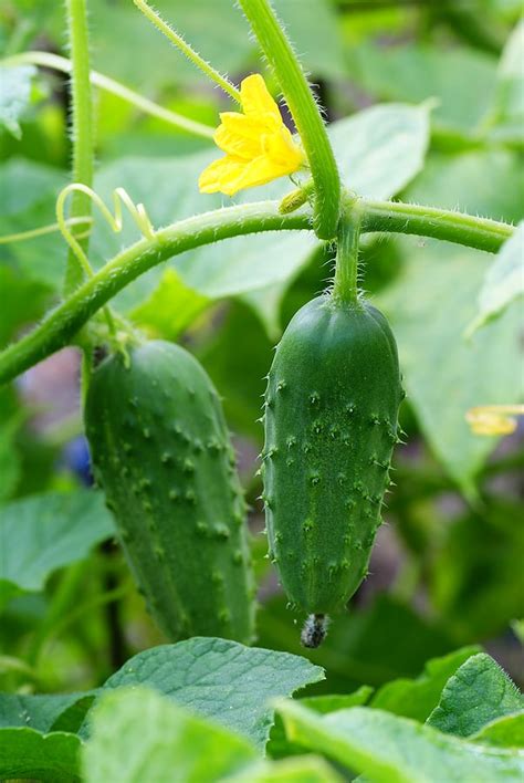 How to Harvest and Store Cucumbers -- Harvest to Table