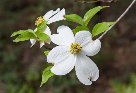 Flowering Dogwood, nature print, wild flowers, nature gift, native wild ...