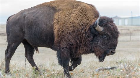 Bisonte de Yellowstone cornea a mujer que intentó fotografiarlo repetidamente - nuevolaredo.tv