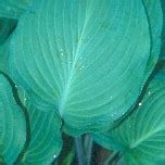 Dragon Fire hosta perennial plant Solberg purple new