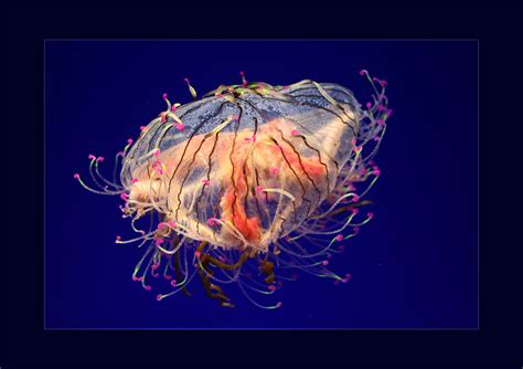 Flower Hat Jellyfish by itscheryl on DeviantArt