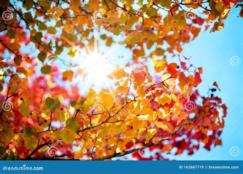 Autumn Colored Bright Sunburst in the Sky Stock Image - Image of fall, orange: 163687719