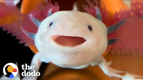 Axolotls Have The Cutest Yawns | The Dodo - YouTube