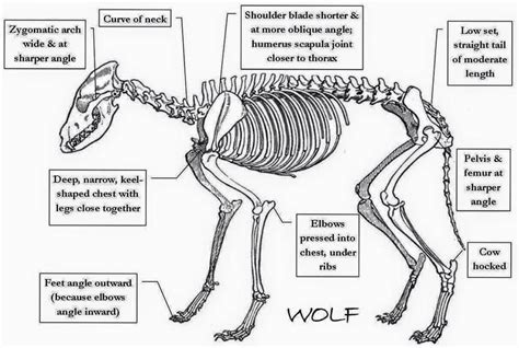 Wolf anatomy | Animal anatomy, Skeleton anatomy, Canine drawing