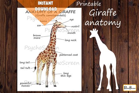 Giraffe anatomy Body parts Diagram of a giraffe Mammals | Etsy