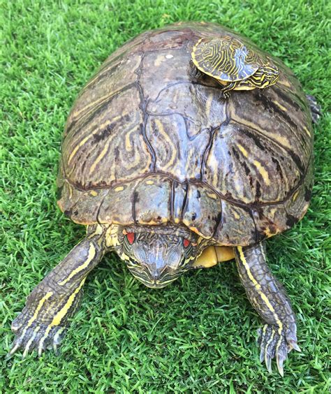 Edit free photo of Turtle,green,turtle of water,amphibious,animals - needpix.com