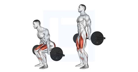 Barbell Hack Squat - Guide, Benefits, and Form