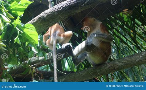 Proboscis Monkey in Singapore Zoo Stock Image - Image of travel, asia: 154357235