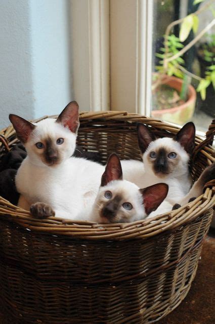 All cuddled up in the basket | Kitten breeds, Siamese cats, Beautiful cats