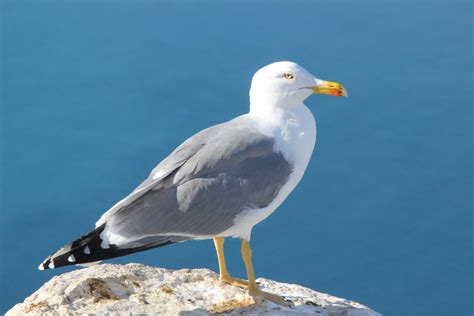 图片素材 : 海洋, 海鸟, 海鸥, 喙, 动物群, 西班牙, 脊椎动物, 阿利坎特, ave, 信天翁, calpe ...