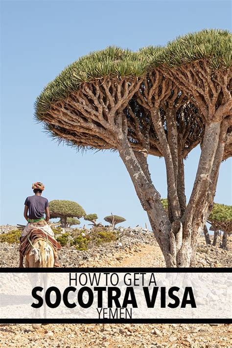 How To Get A Visa For Socotra (Yemen) | Socotra, Asia travel, Yemen