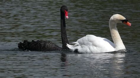 Black Swan following Mute Swan - YouTube