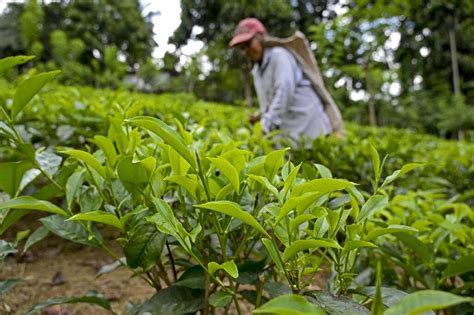 Sri Lanka reverses organic farming drive as tea suffers