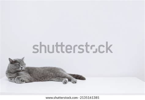 Fat Cat Sleeping Cat: Over 6,783 Royalty-Free Licensable Stock Photos ...